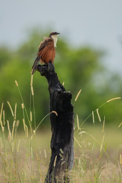 Photo bird perching on a field