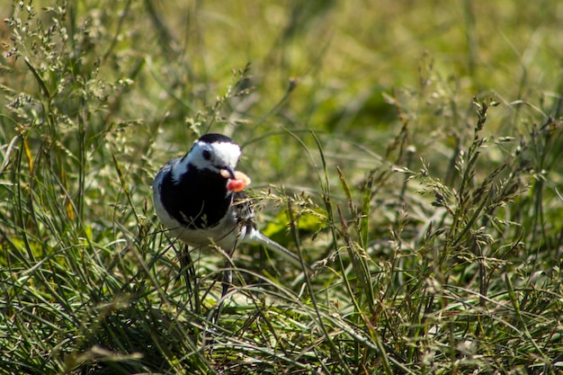 Bird perching on a field