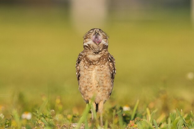 Foto un uccello appoggiato su un campo