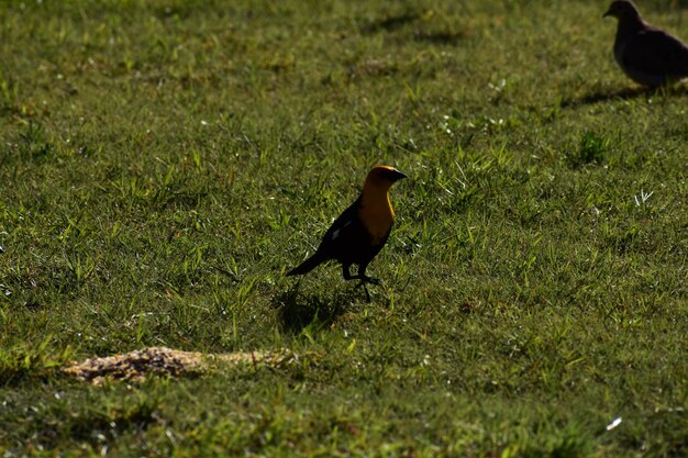 Bird perching on a field