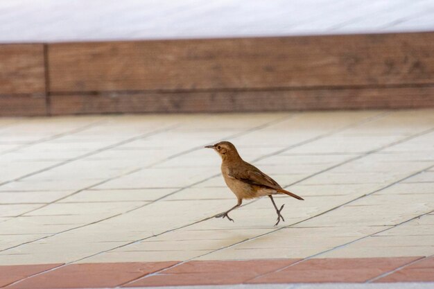 Photo bird perching on a floor