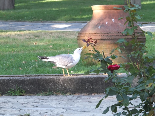 Foto un uccello appoggiato su un vaso di fiori