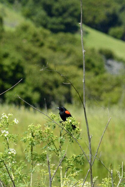 Bird perching on flower