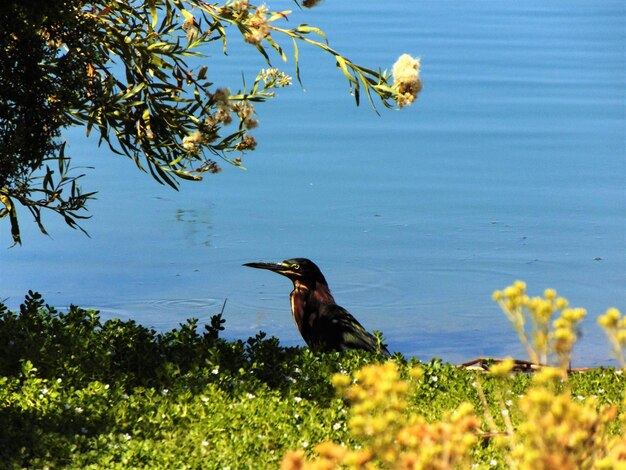 Photo bird perching on flower