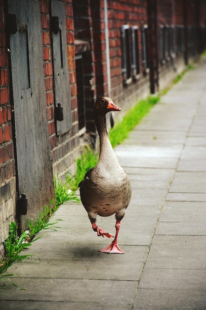 Bird perching on footpath