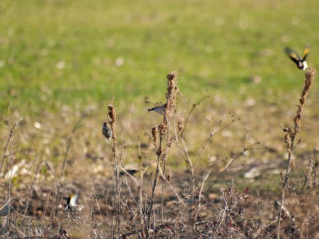 Foto un uccello appoggiato sull'erba nel campo