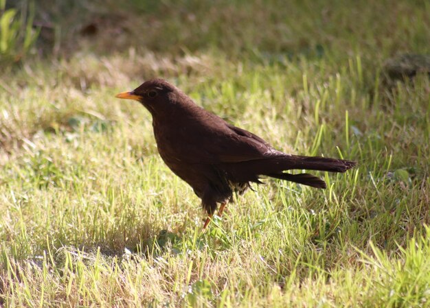 Photo bird perching on grass