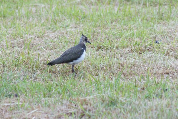 Bird perching on grass