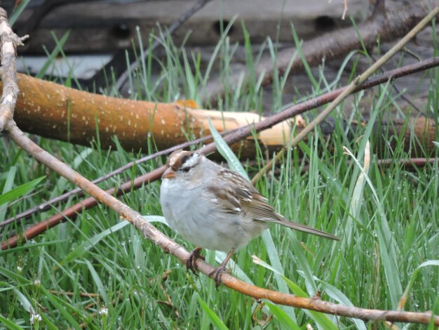 Bird perching on grass