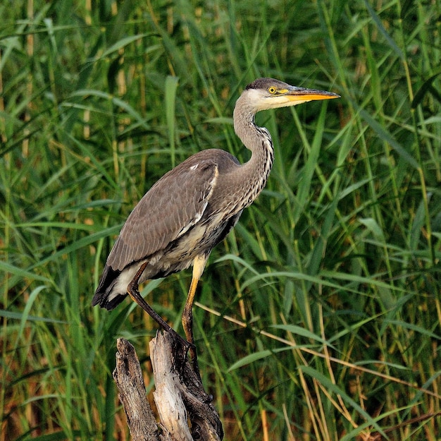 Foto un uccello appoggiato sull'erba