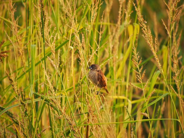 Bird perching on grass