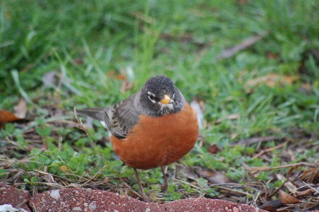 草の上に座っている鳥