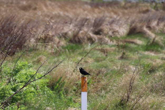 Photo bird perching on grass