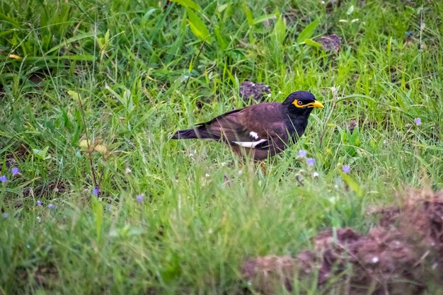 Bird perching on grass