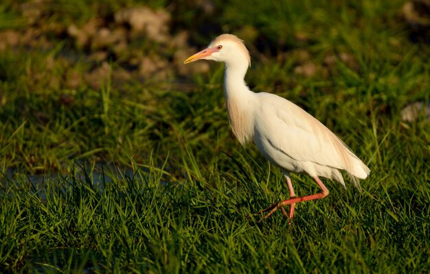 Photo bird perching on a grass