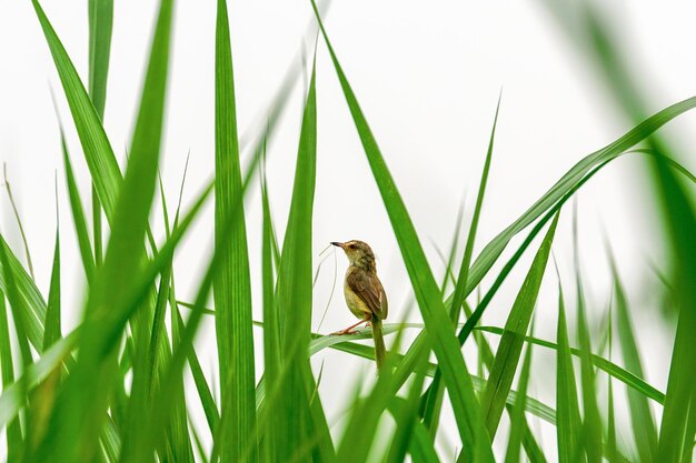 Photo bird perching on grass