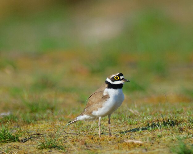 Photo bird perching on grass