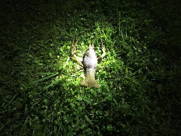 Photo bird perching on grass