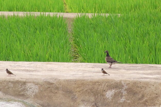 Bird perching on grass