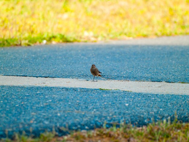 Photo bird perching on grass