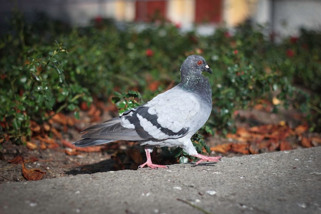 Photo bird perching on ground