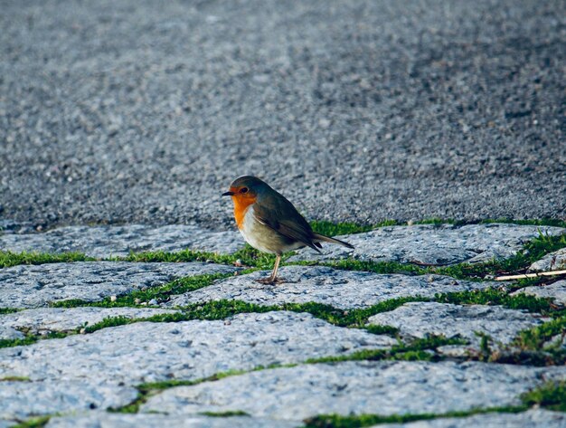 Photo bird perching on a ground