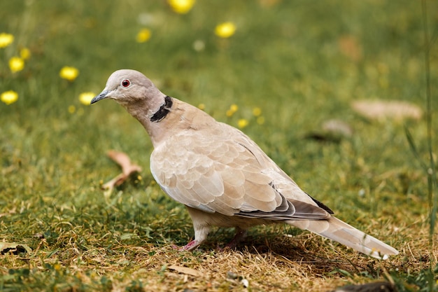 地面に座っている鳥