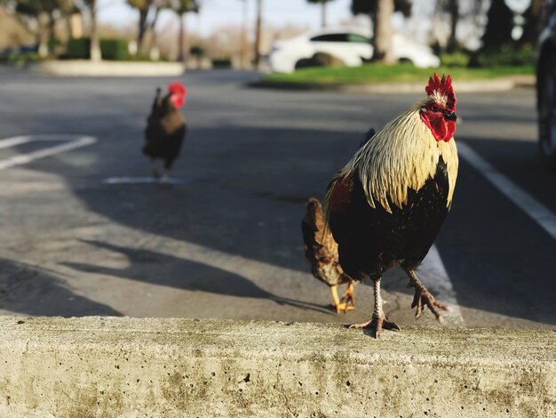 Photo bird perching on the ground