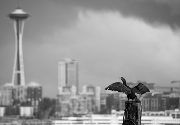 写真 都市に座っている鳥