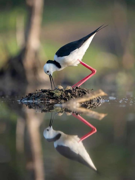 Foto un uccello appollaiato su un lago