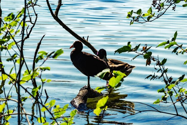 湖に座っている鳥