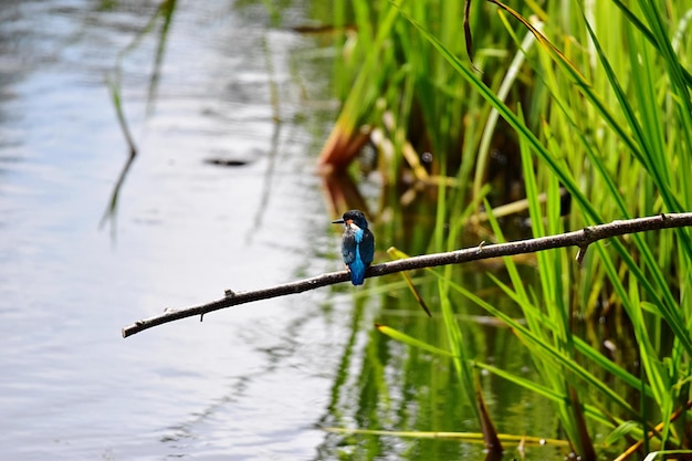 湖の上に座っている鳥
