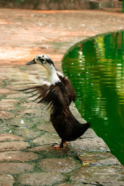 Foto un uccello appoggiato su un lago