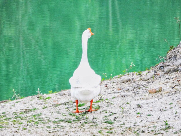 Bird perching on a lake