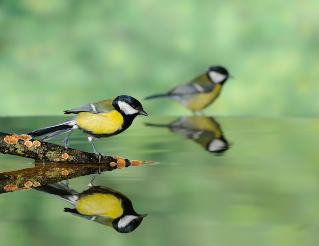 Photo bird perching on a lake