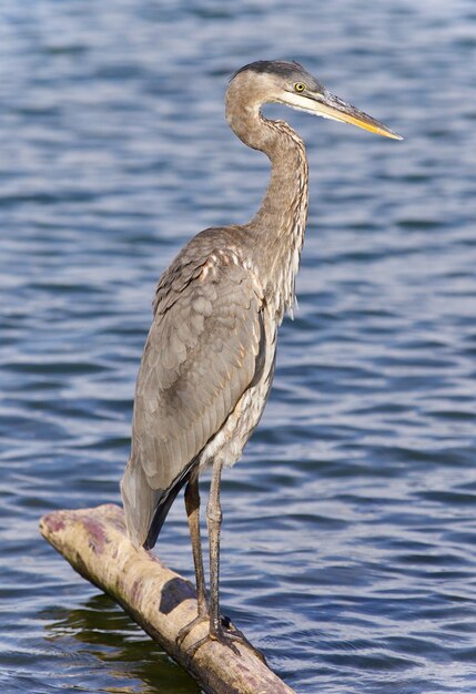 Photo bird perching on a lake