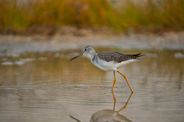 Photo bird perching on a lake