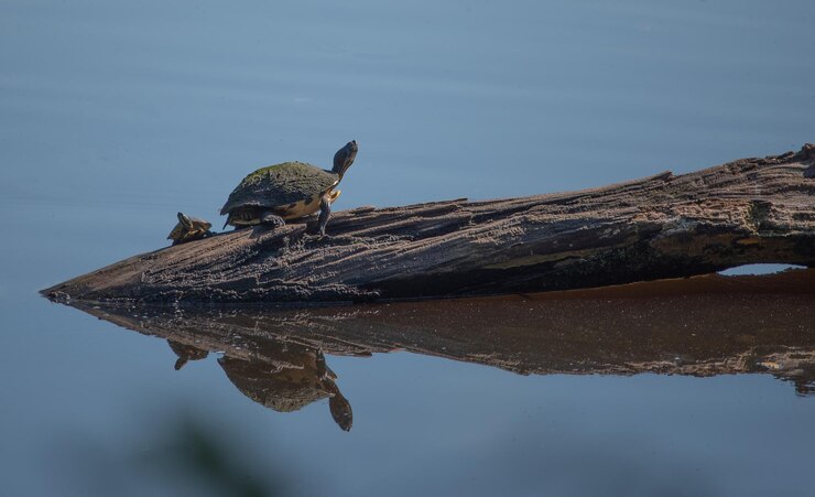 Photo bird perching on a lake