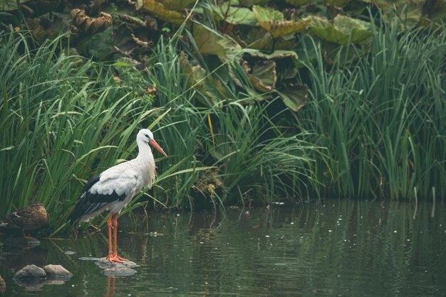 Photo bird perching on a lake