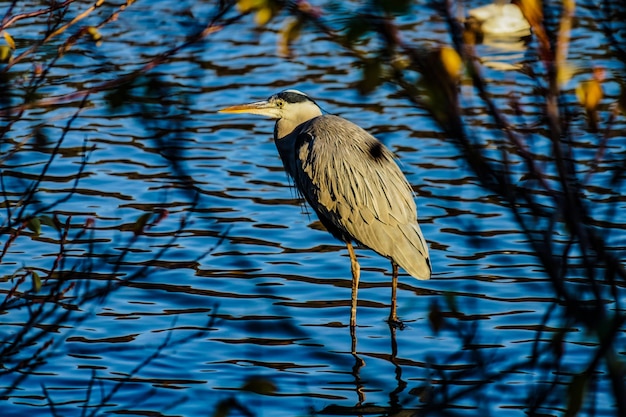 Bird perching on lake