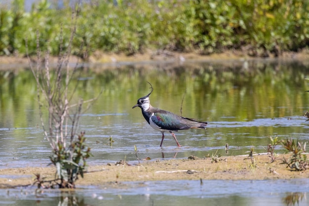 Bird perching on a lake