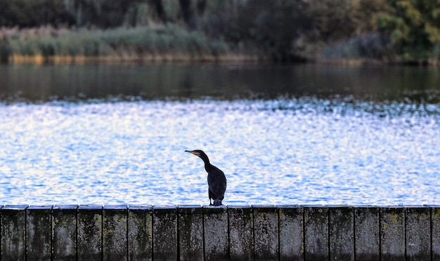 Foto un uccello appoggiato su un lago