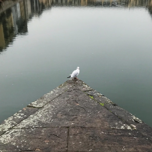 Bird perching on lake