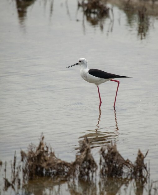 Bird perching on a lake