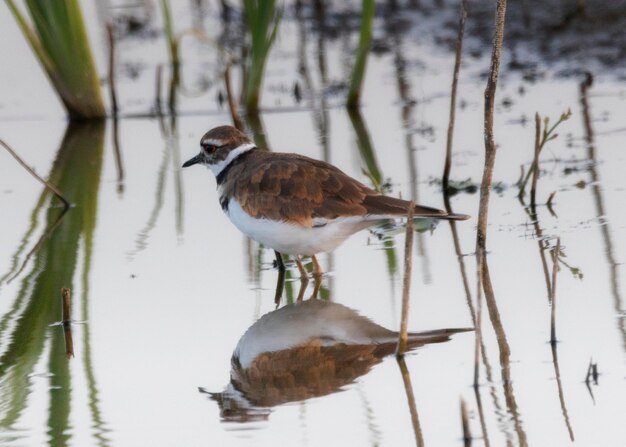 Photo bird perching on a lake