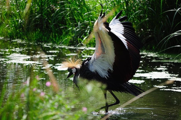 Photo bird perching on lake