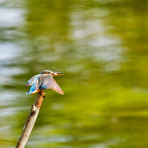 Foto un uccello appoggiato su un lago