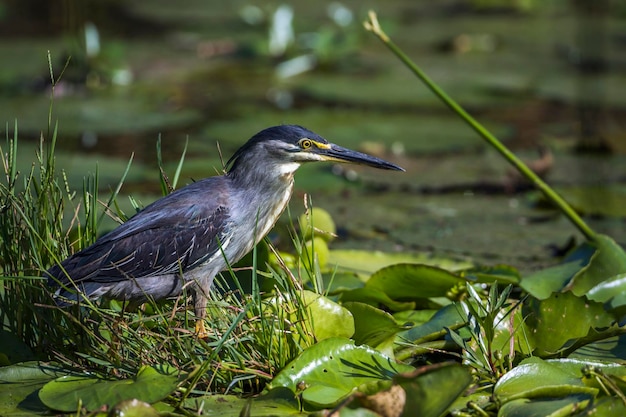 Foto un uccello appollaiato su un lago