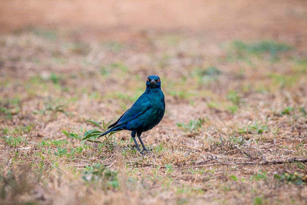 陸上に座っている鳥