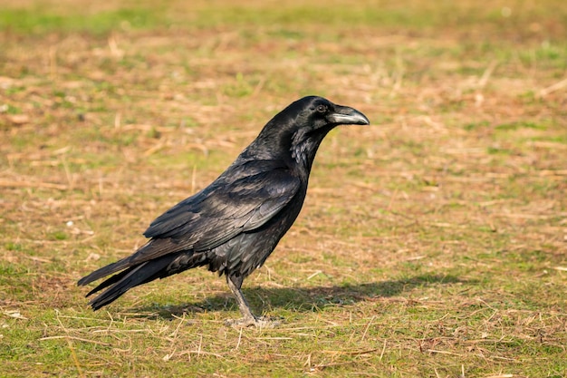 Photo bird perching on a land